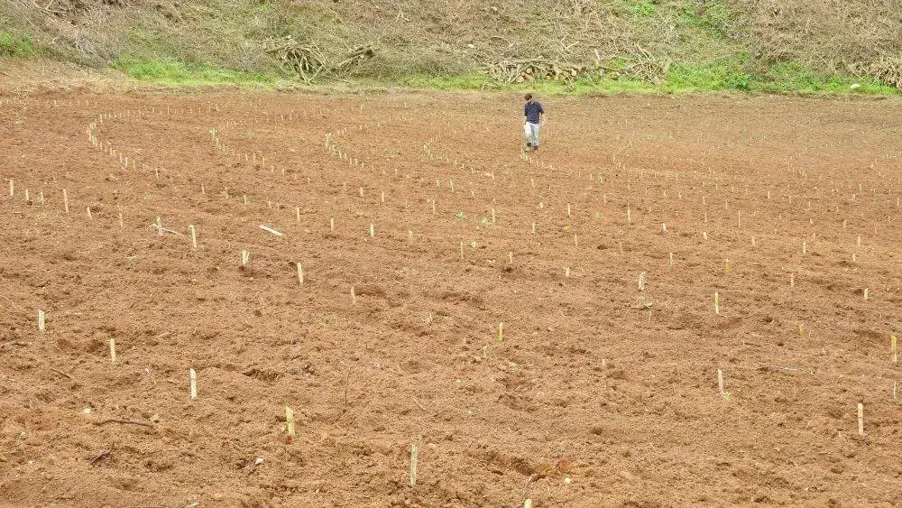 Un campo appena lavorato coi paletti del nuovo vigneto in fila lungo le curve del versante, e una persona in mezzo