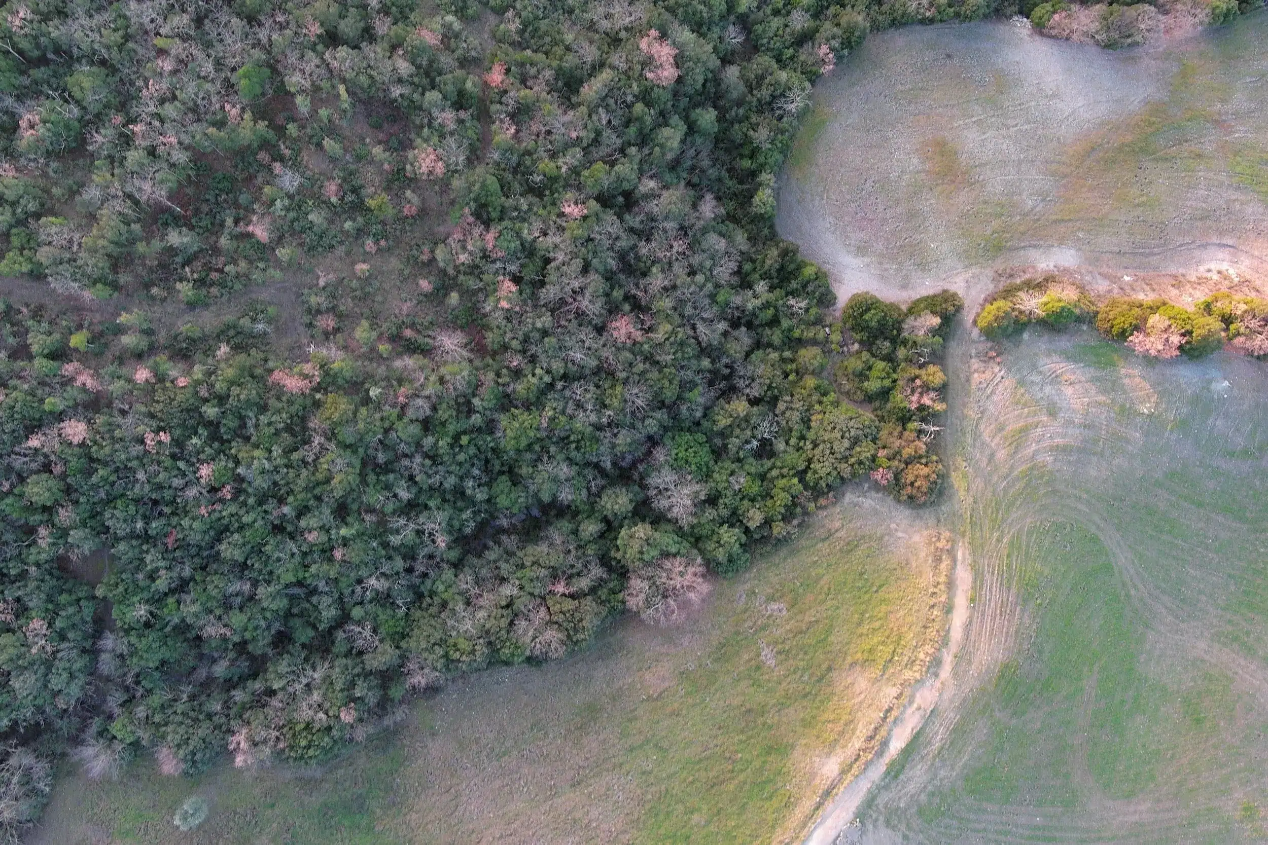 Un pascolo visto dal drone: il bosco di querce a sinistra, il prato e una strada bianca a destra