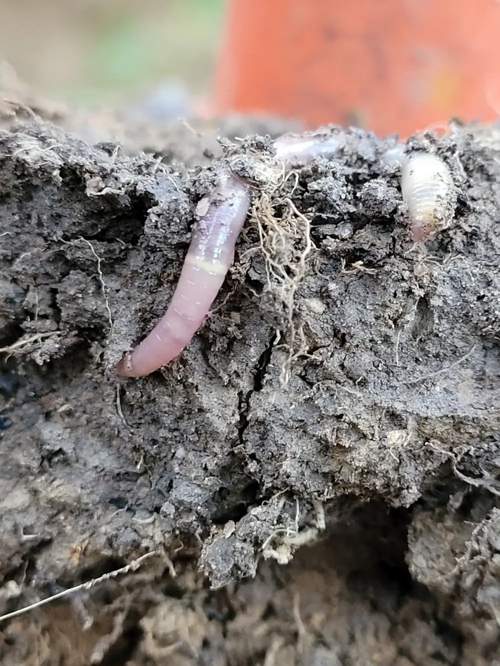 Un lombrico nel profilo di un terreno vivo, fra le radici