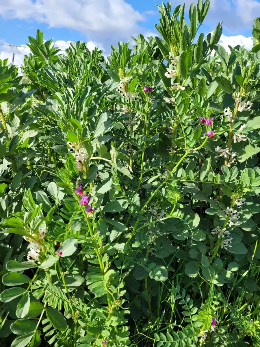 Un sovescio di leguminose in fiore sotto il cielo